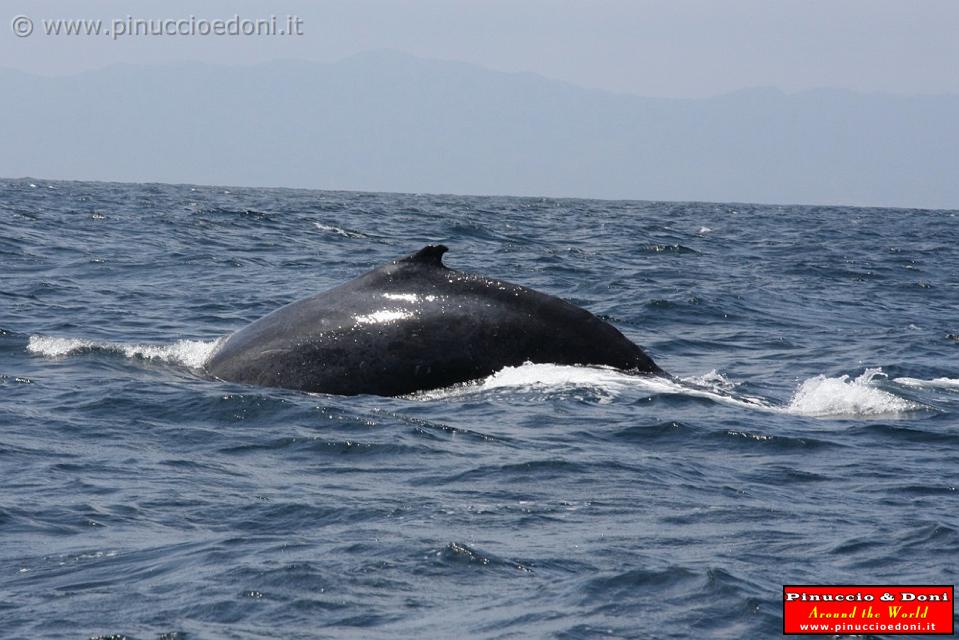 ECUADOR - Whale watching in Puerto Lopez - 17.jpg